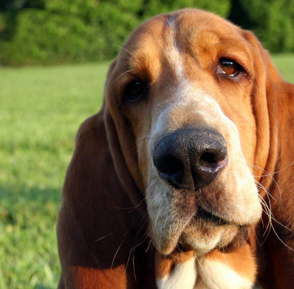 Basset Hound | Pawsitively Unleashed Performance Canine Rehabilitation and Conditioning