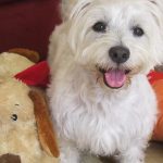 Westie | Pawsitively Unleashed Performance Canine Rehabilitation and Conditioning