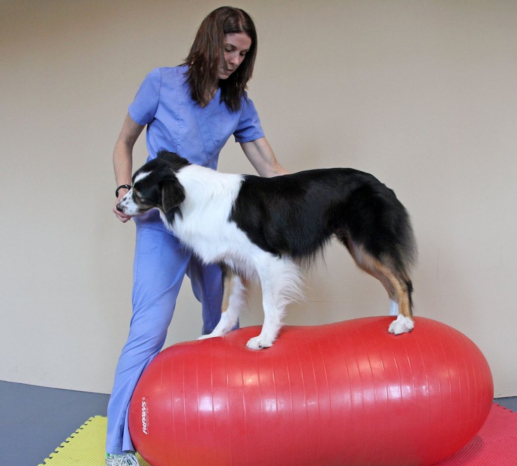 Dog Balancing | Pawsitively Unleashed Performance Canine Rehabilitation and Conditioning