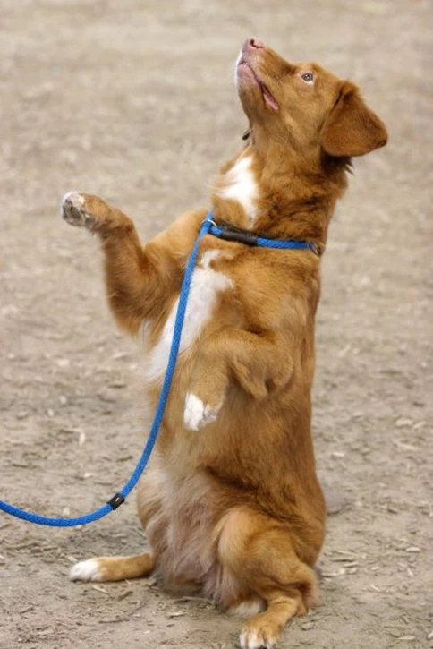 Dog Sitting | Pawsitively Unleashed Performance Canine Rehabilitation and Conditioning