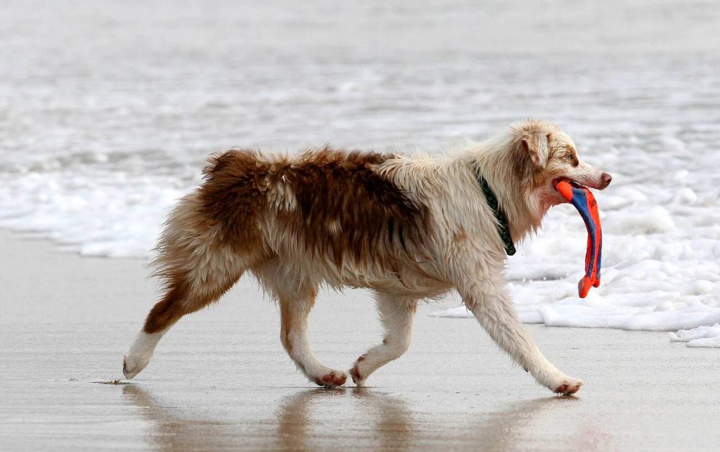 Dog on the Beach | Pawsitively Unleashed Performance Canine Rehabilitation and Conditioning