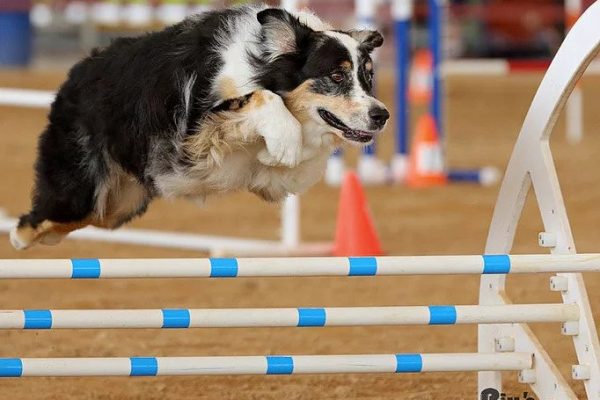 Dog Jumping | Pawsitively Unleashed Performance Canine Rehabilitation and Conditioning