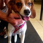 Beagle | Unbridled performance Rehabilitation and conditioning canins.