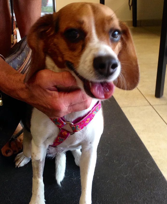Beagle | Pawsitively Unleashed Performance Canine Rehabilitation and Conditioning