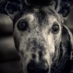 Greyhound | Pawsitively Unleashed Performance Canine Rehabilitation and Conditioning