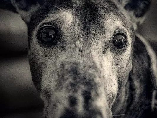 Greyhound | Pawsitively Unleashed Performance Canine Rehabilitation and Conditioning
