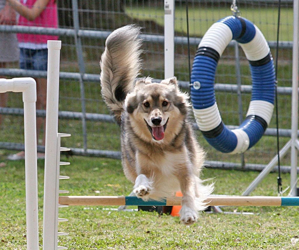 Dog Jumping | Pawsitively Unleashed Performance Canine Rehabilitation and Conditioning