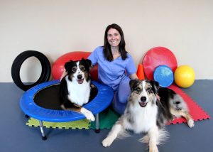 Dogs Sitting with Shari | Pawsitively Unleashed Performance Canine Rehabilitation and Conditioning