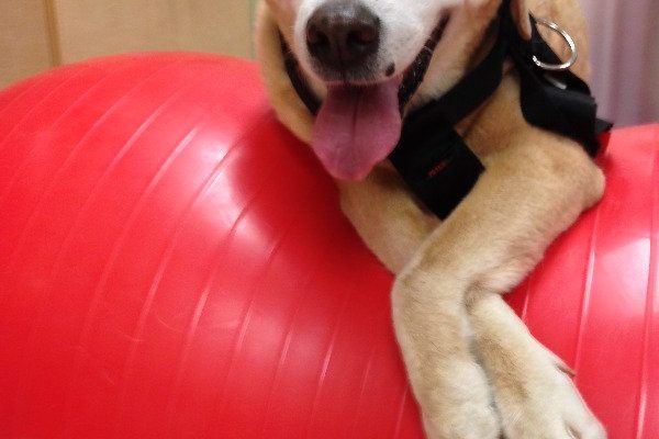 Candy Balancing | Pawsitively Unleashed Performance Canine Rehabilitation and Conditioning