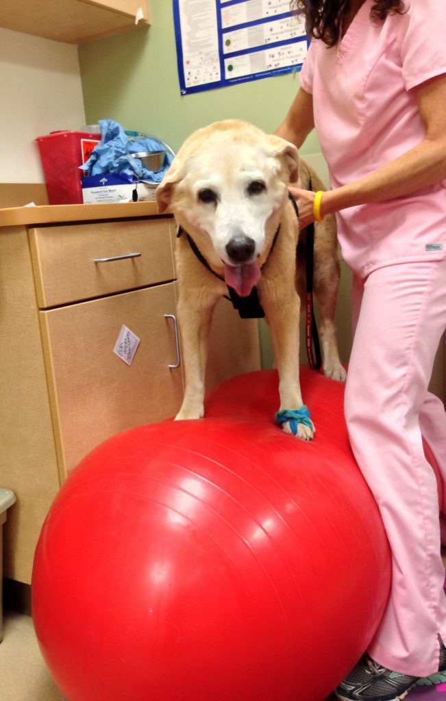 Candy Balancing | Pawsitively Unleashed Performance Canine Rehabilitation and Conditioning