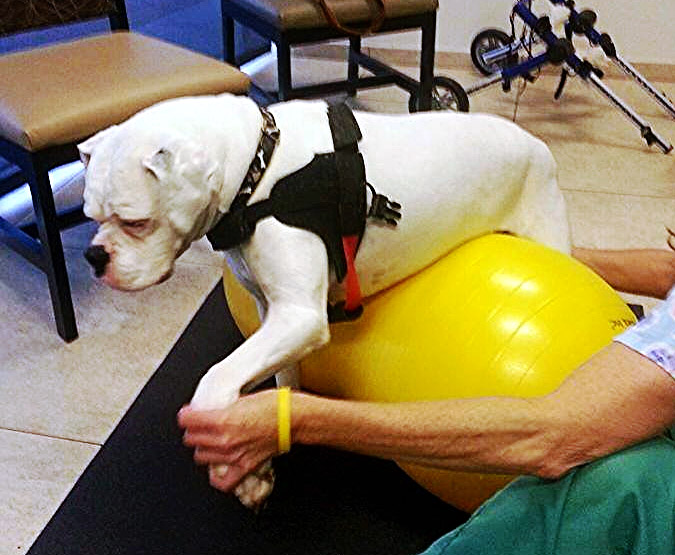 Our Equipment | Pawsitively Unleashed Performance Canine Rehabilitation and Conditioning