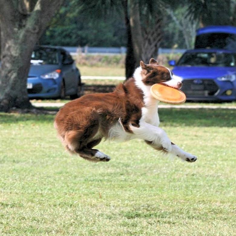Dog Catching a Frisbee| Pawsitively Unleashed Performance Canine Rehabilitation and Conditioning