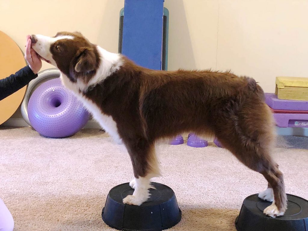 Finn Plank | Pawsitively Unleashed Performance Canine Rehabilitation and Conditioning