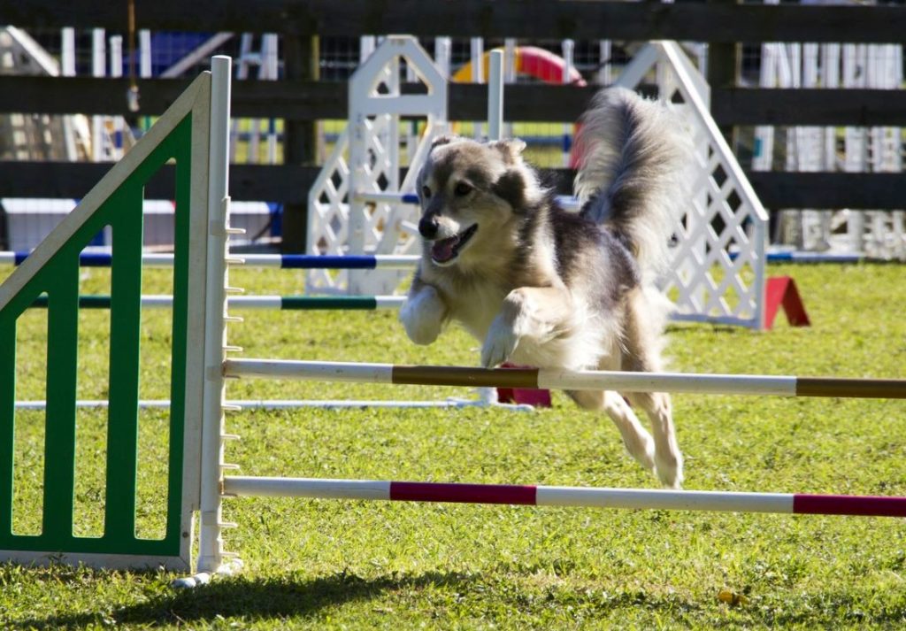 Dog Jumping | Pawsitively Unleashed Performance Canine Rehabilitation and Conditioning