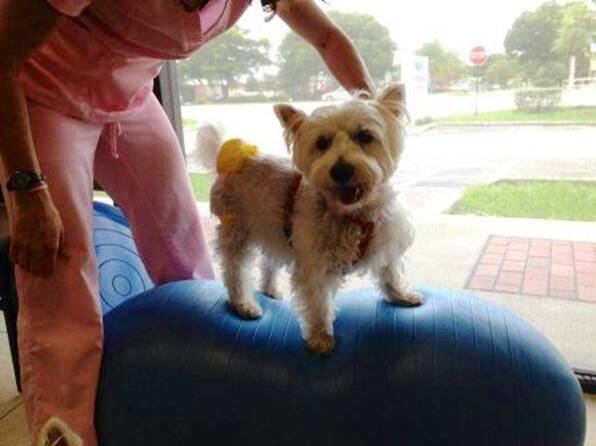 Westie Balancing | Pawsitively Unleashed Performance Canine Rehabilitation and Conditioning