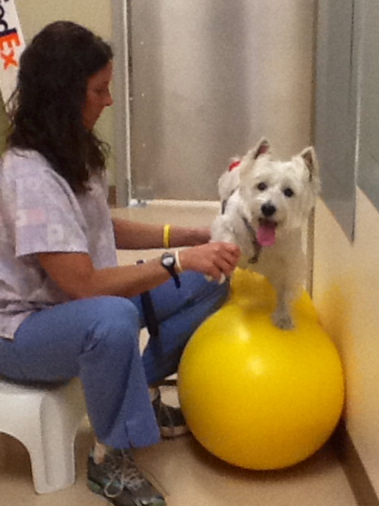 Westie Balancing | Pawsitively Unleashed Performance Canine Rehabilitation and Conditioning