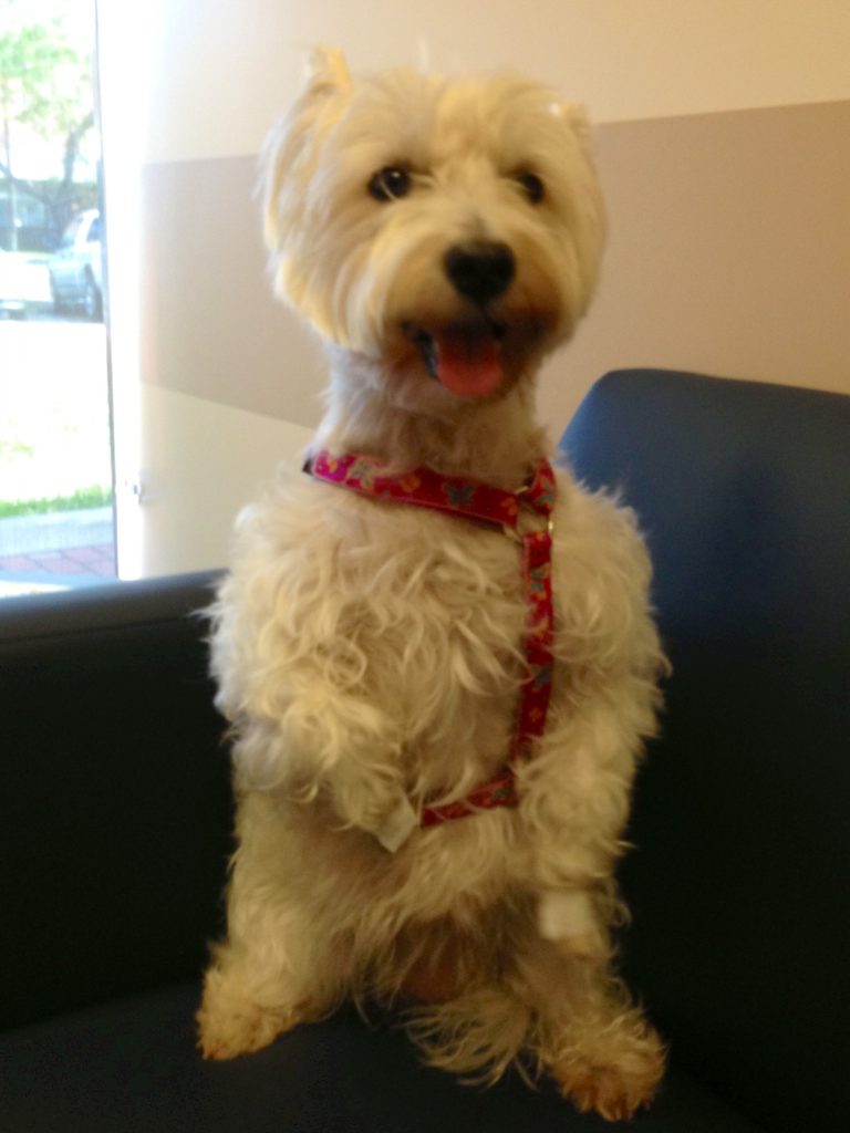 Westie Sitting Up | Pawsitively Unleashed Performance Canine Rehabilitation and Conditioning
