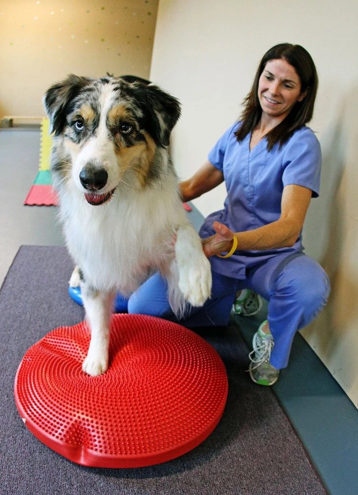 Canine Physical Therapy | Pawsitively Unleashed Performance Canine Rehabilitation and Conditioning
