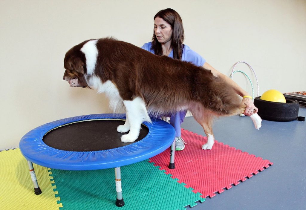 Dog Leg Stretch | Pawsitively Unleashed Performance Canine Rehabilitation and Conditioning