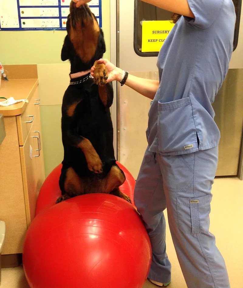 Dog Sitting Up and Balancing | Pawsitively Unleashed Performance Canine Rehabilitation and Conditioning